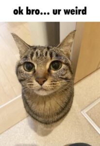 2025-12-30-12-50-14-1767099014035.-ur-weird