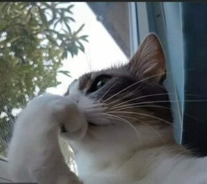 2026-01-20-09-33-22-1768901602543