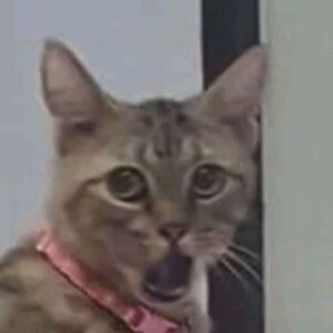 2026-01-20-10-48-23-1768906103597